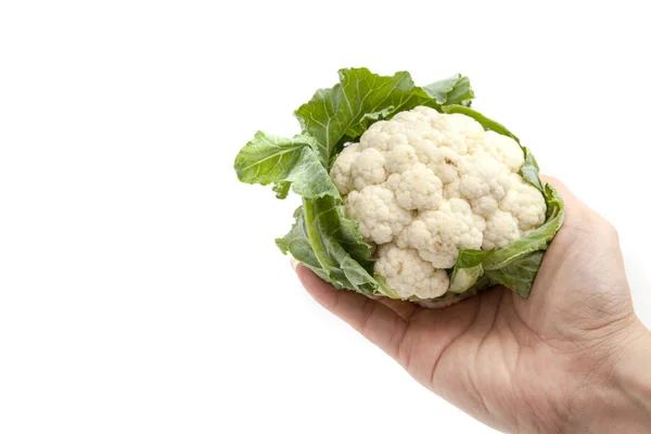 Coliflor de mano sobre fondo blanco aislado —  Fotos de Stock