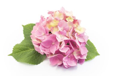 Ortanca çiçekleri beyaz üzerine izole edilmiş.