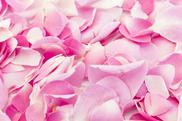 Hintergrund aus rosa Rosenblättern — Stockfoto
