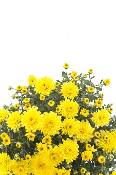 Yellow Chrysanthemum on White Background