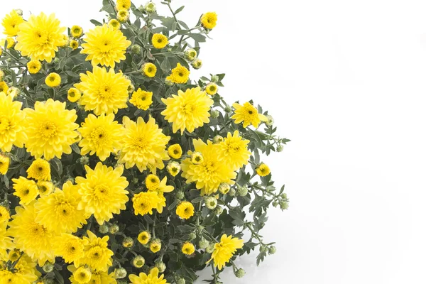 Yellow Chrysanthemum on White Background