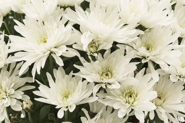 Weiße Chrysanthemen Nahaufnahme — Stockfoto