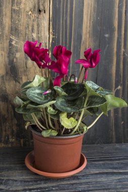 Kırmızı Siklamen bir rustik ahşap arka plan üzerinde saksı