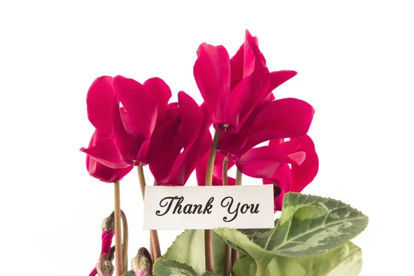 Dankeskarte mit einem Strauß Cyclamen — Stockfoto