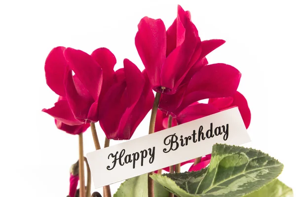 stock image Happy Birthday Card with Bouquet of Cyclamens