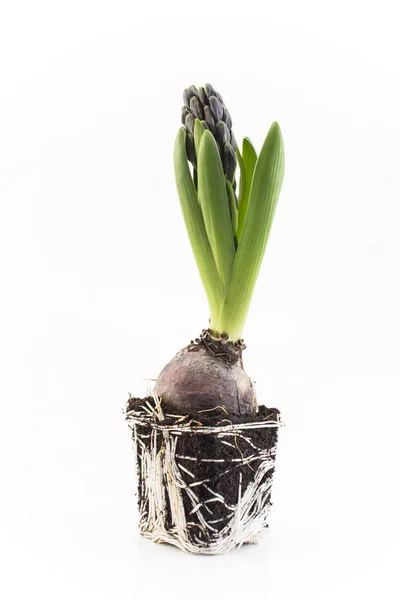 Hyacinth with Bulb and Roots, Ready for Transplanting — Stock Photo, Image