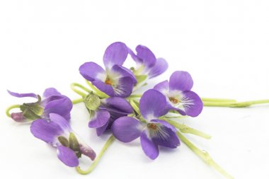 Menekşe, viola odorata