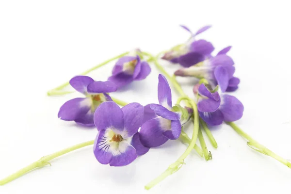 Viole, Viola odorata — Foto Stock