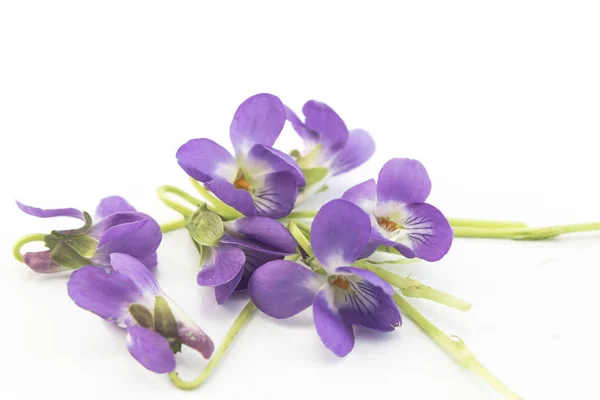 Viole, Viola odorata — Foto Stock