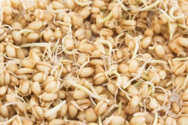 Arka plan olarak filizlenmiş buğday