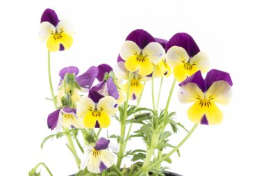 Pansy, Viola Tricolor, çiçekler