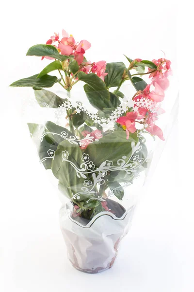 Begonia Potted in Decorative Cellophane — Stock Photo, Image