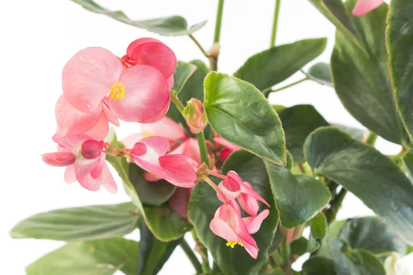 Pink Begonia Close Up — Stock Photo, Image