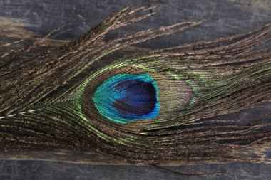 Tavus kuşu tüyü. Yaklaş.