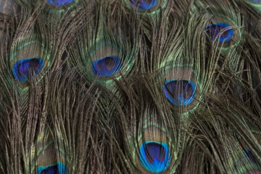 tavuskuşu tüyleri kapanıyor