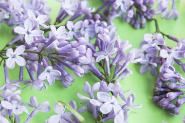 Leylak yeşil bir arka plan üzerinde