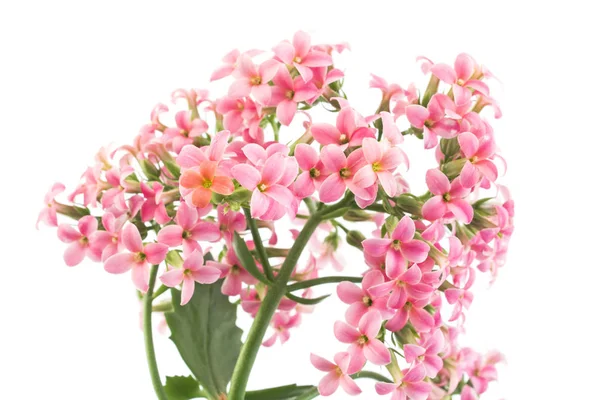 Fiori di kalanchoe rosa — Foto Stock