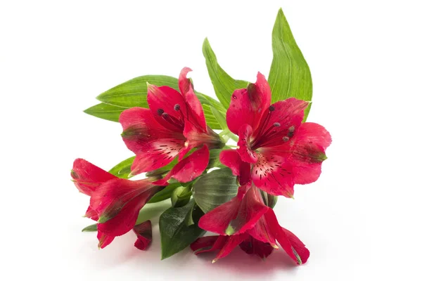 Fiori di alstroemeria rossa — Foto Stock