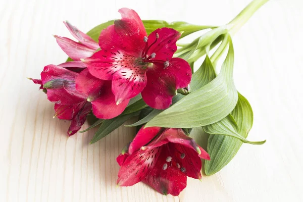 Alstroemeria rossa fiore — Foto Stock