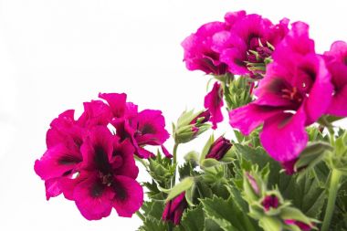 Pembe İngiltere Sardunya