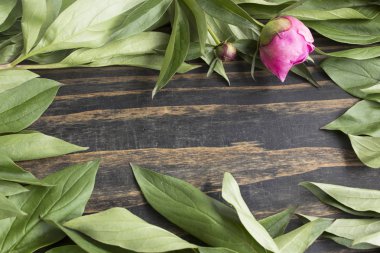 Kopya alanı yaprakları ve Bud Şakayık