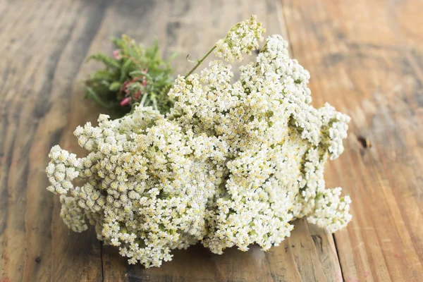 Schafgarbe, Achillea millefolium Stockbild