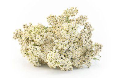 Civanperçemi, Achillea Millefolium 