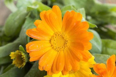 Kadife çiçeği, Calendula Officinalis