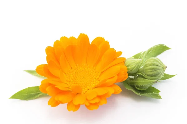 Nagietek, Calendula Officinalis — Zdjęcie stockowe