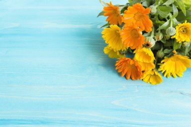 Kadife çiçeği, Calendula Officinalis kopya alanı ile