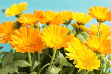 Kadife çiçeği, Calendula Officinalis