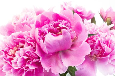 pembe peonies yakın çekim