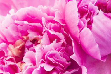 pembe Şakayık yakın çekim