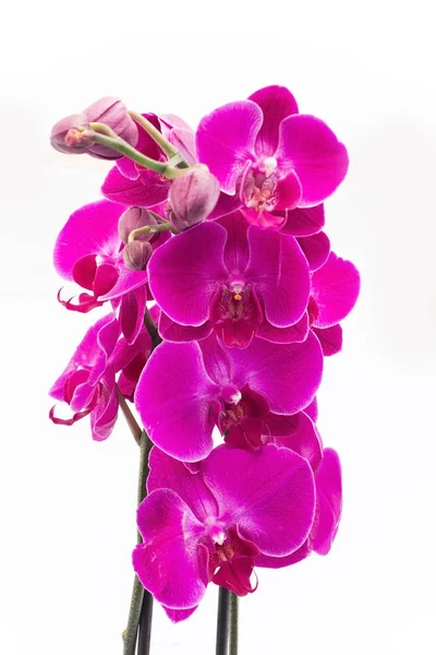 Orquídea rosa isolada em branco — Fotografia de Stock