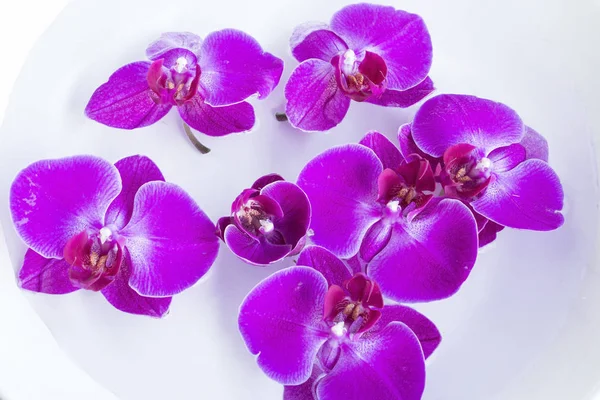 Orquídea rosa na água — Fotografia de Stock