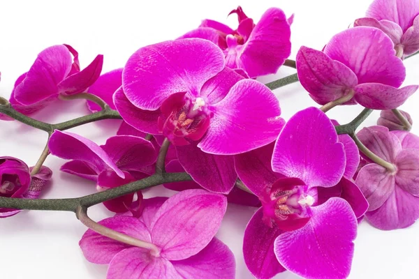 Orquídea rosa no fundo branco — Fotografia de Stock