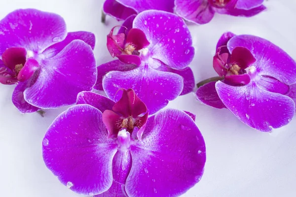 Фен-шуй, орхідеї в миску з водою — стокове фото