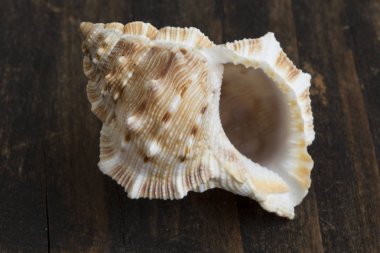 Seashell bir tablo