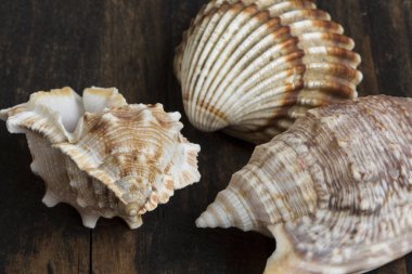 deniz kabuklarını bir tablo