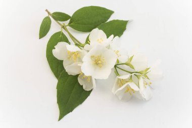 yasemin beyaz zemin üzerine