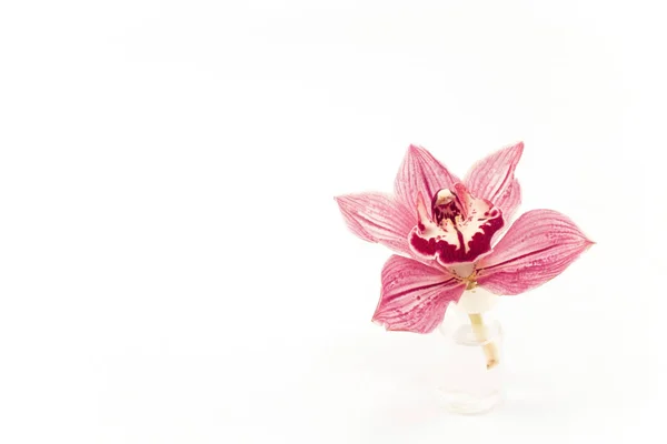 Pink Orchid with Copy Space — Stock Photo, Image