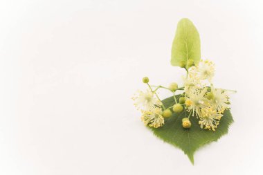 Ihlamur çiçek kopya alanı ile