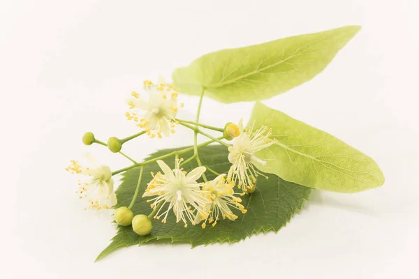 Linden Flowers on a White Background