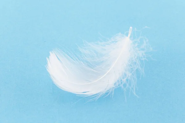 Plume Pelucheuse Blanche Sur Fond Bleu Photo De Stock