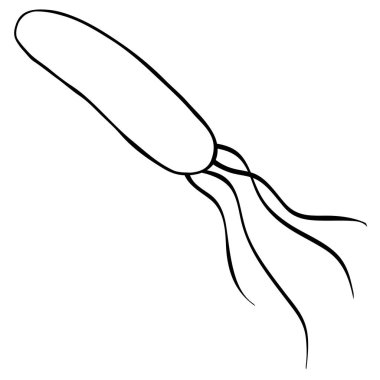 Helicobacter pylori bakterisi siyah basit simge çizgi vektörü