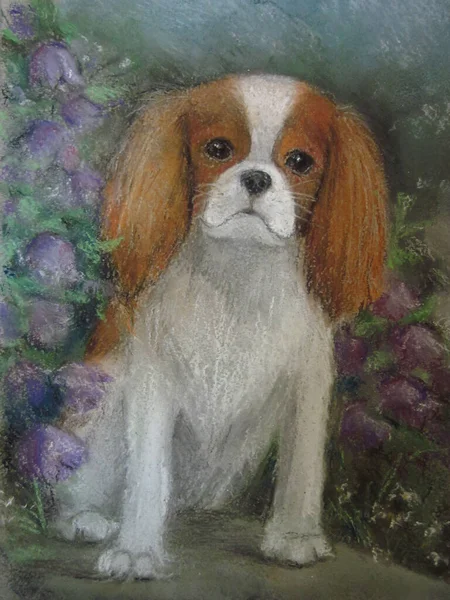 Ritratto di un cavaliere re charles spaniel . — Foto Stock