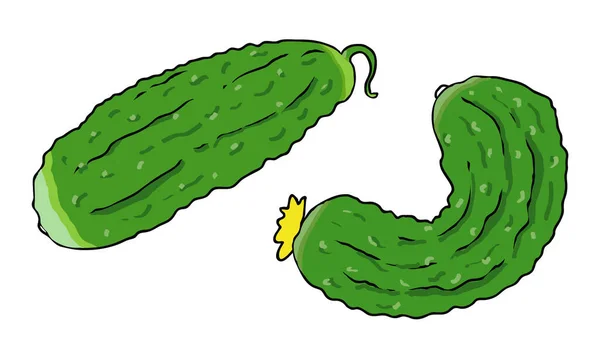 Twee biologische komkommers close-up op witte achtergrond — Stockvector