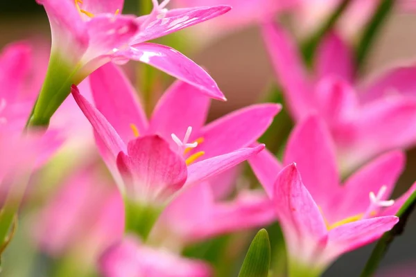 Pink beautiful Fairy lily in garden. — Stock Photo, Image