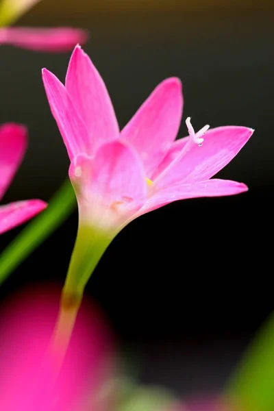 Rose belle Lys de fée dans le jardin . — Photo