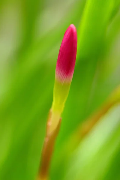 Rose belle Lys de fée dans le jardin . — Photo